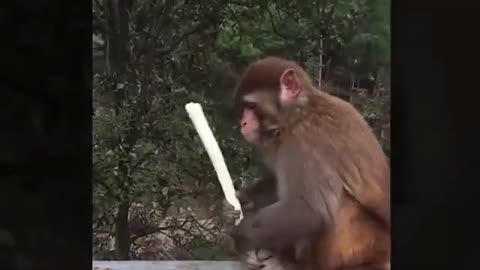 funny monkey video monkey playing with a pvc pipe