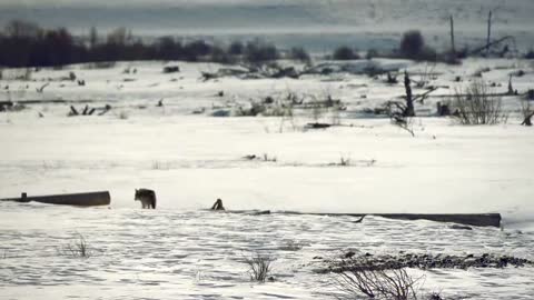 Discover National Parks: Shaped by Winter