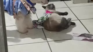 Pup Pulls Kitty Friend Along