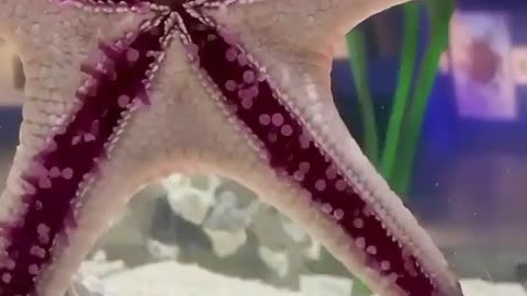 Satisfying Moving of star fish