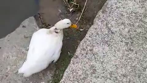 a busy duck to eat