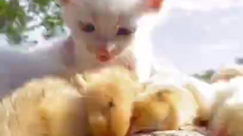 Cute baby ||Cat||#shortvideo