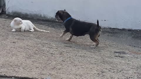 Little Cat and Dog Fighting