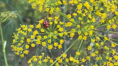 cute red bug