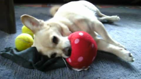 My little dog plays with his ball