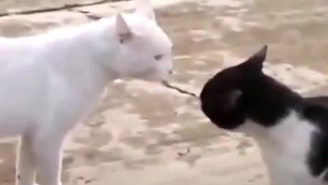 Violent fight between cats