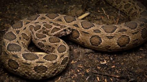 5 most deadliest snakes