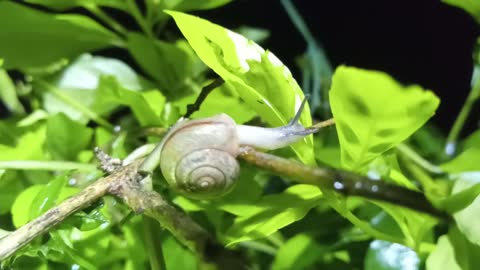 Baby snails climb trees Nocturnal feeding