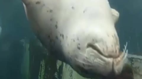 White Seal Performances Acrobatics in the Water