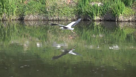 do you know heron? watch this beautiful bird