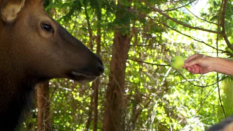 Shy Elk wanting the apple