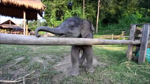 BABY ELEPHANT SCARED VIDEO