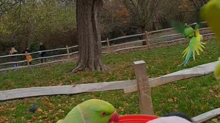 Feeding Countless Beautiful Wild Parakeets