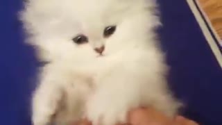 white kitten plays with forelegs
