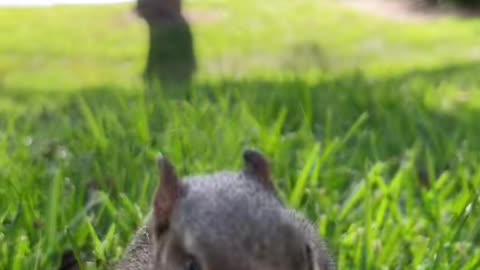 Cute squirrel Eating nuts🥰🥹 #pets #animals #viral #squirrel