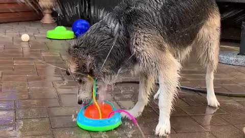 Husky Stays Hydrated