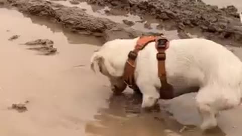 Jack Russell Loves To Play In The Mud