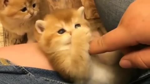 Precious Little Kittens Will Definitely Melt Your Heart
