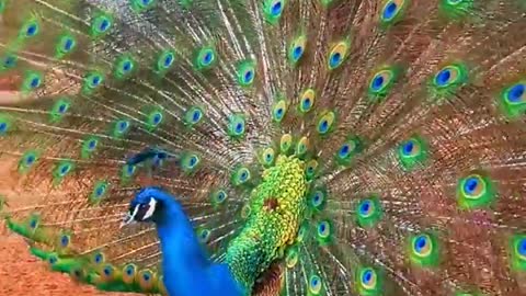 peacock fanning out its tail in a splash of colours
