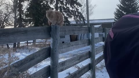 Cowboy Cat Attempts Rodeo Ride