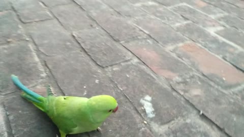 Green parrot playing