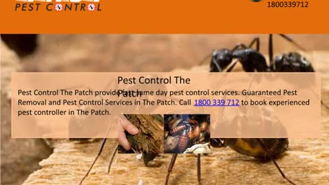 Fast Pest Control Brisbane