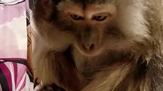 Monkey Grooms Herself