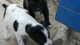 cachorros necesitan ayuda