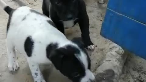 cachorros necesitan ayuda