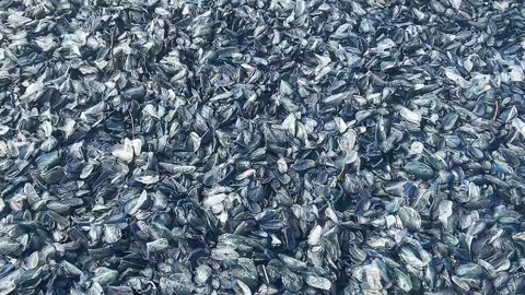 Millions of Small Blue Creatures Wash Up On Oregon Coast