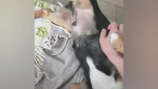 Puppy enjoying tummy tucking