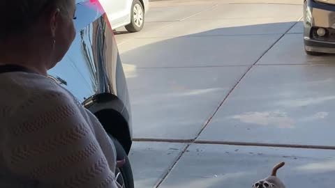 Chihuahua Screams At Mom's Arrival