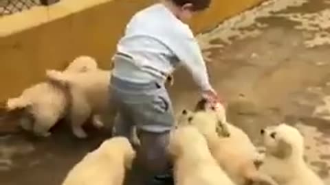 A small child plays with small Adash sweet dogs