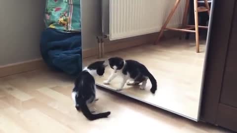 Cats funny reaction to mirror