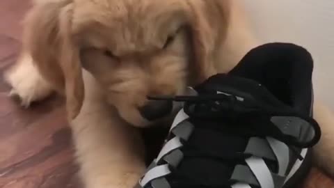 Cute golden stuck in a shoe