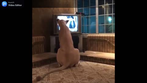 lion enjoying watching tv.mp4