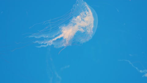 Rapid deep jellyfish