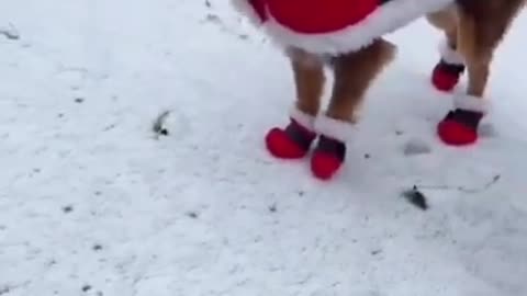 Here Comes Santa Paws