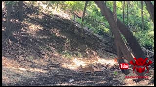 Grand Lake Buck and Bobcat.