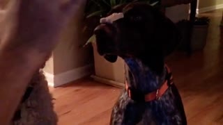 Black dog staying still and getting treat