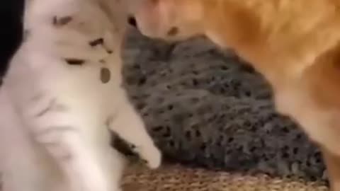 Funny Cats and Dogs Videos