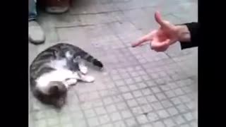 Disparando el gato