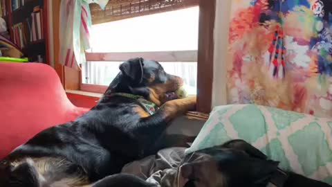 Rottweiler & tennis ball take a nap