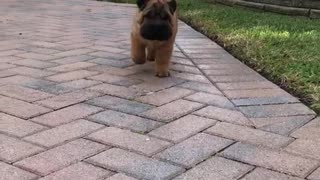 Brown dog walking towards camera outside