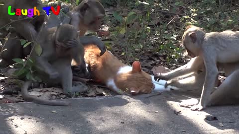 Funniest Monkey Annoying Cat Videos ||NEW HD