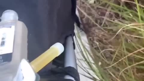 Cat Riding in Stroller Paws at Bushes