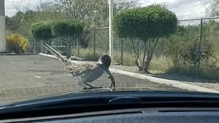 Roadrunner Does the Happy Dance on Car Hood