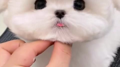 Adorable Baby Dog Haircut Transformation: Cute Puppy Grooming Fun
