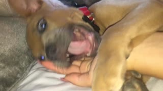 Brown puppy lays in owner's hand and bites at pink nails