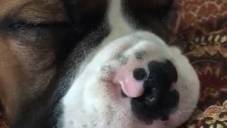 Brown white puppy snoring while sleeping